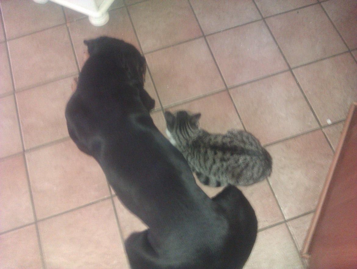 Huskat Mus billede 3