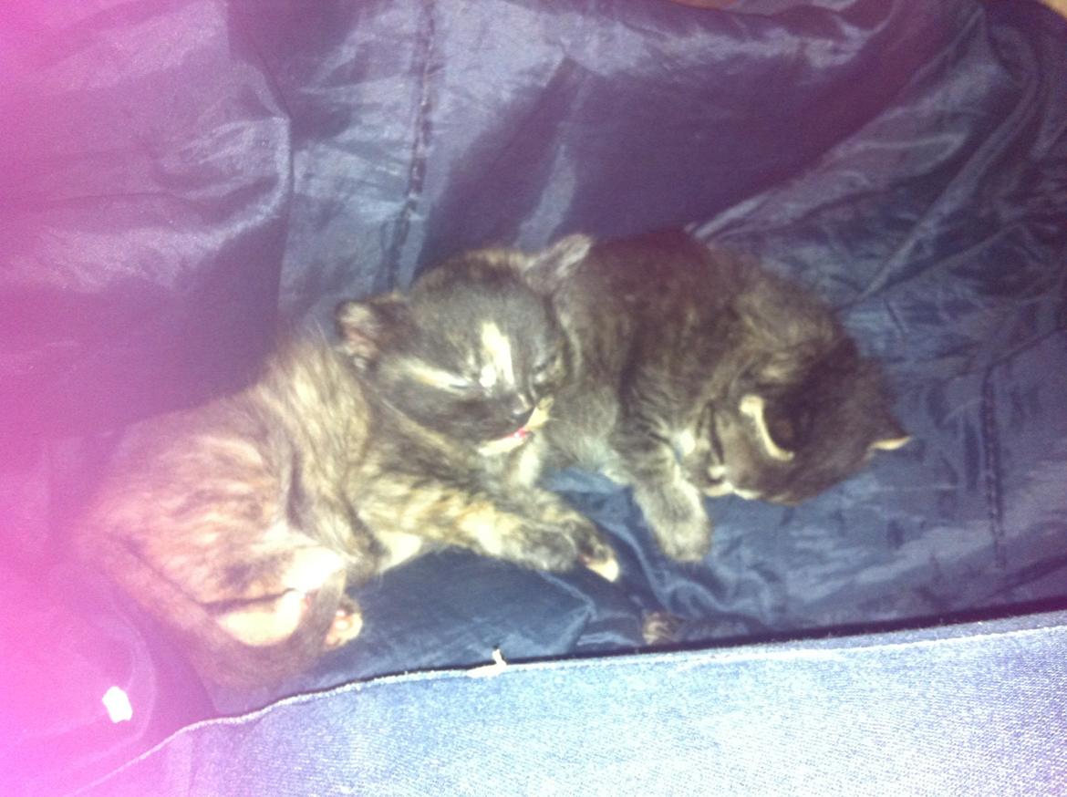 Blanding af racer Snuske/Tulle billede 1