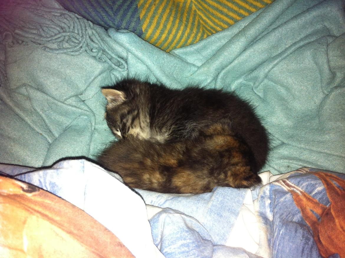 Blanding af racer Snuske/Tulle billede 3