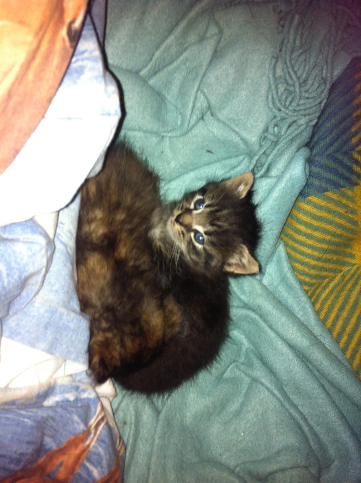 Blanding af racer Snuske/Tulle billede 4