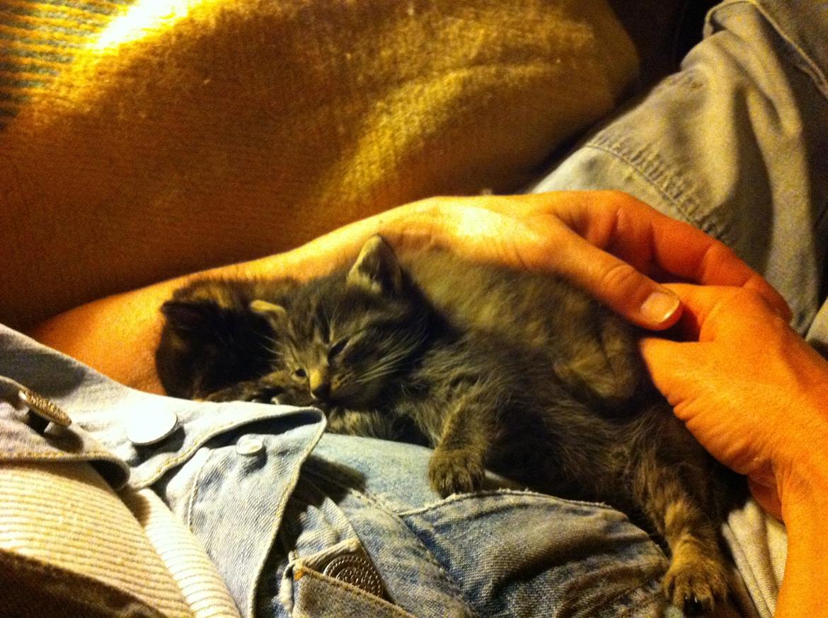 Blanding af racer Snuske/Tulle billede 5