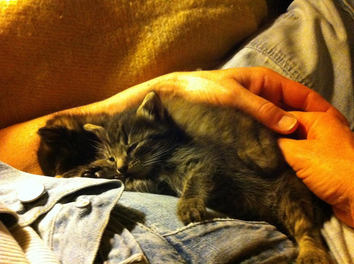 Blanding af racer Snuske/Tulle billede 6