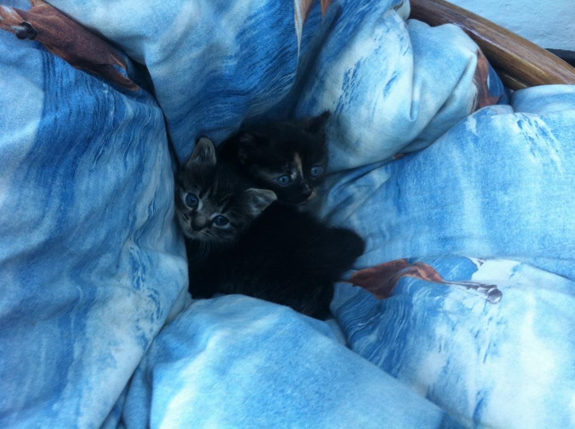 Blanding af racer Snuske/Tulle billede 7