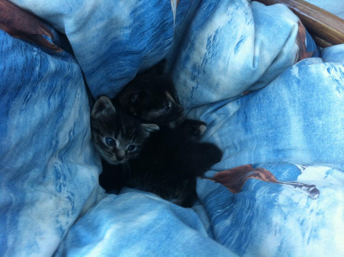 Blanding af racer Snuske/Tulle billede 8