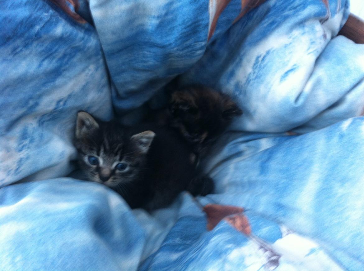 Blanding af racer Snuske/Tulle billede 9