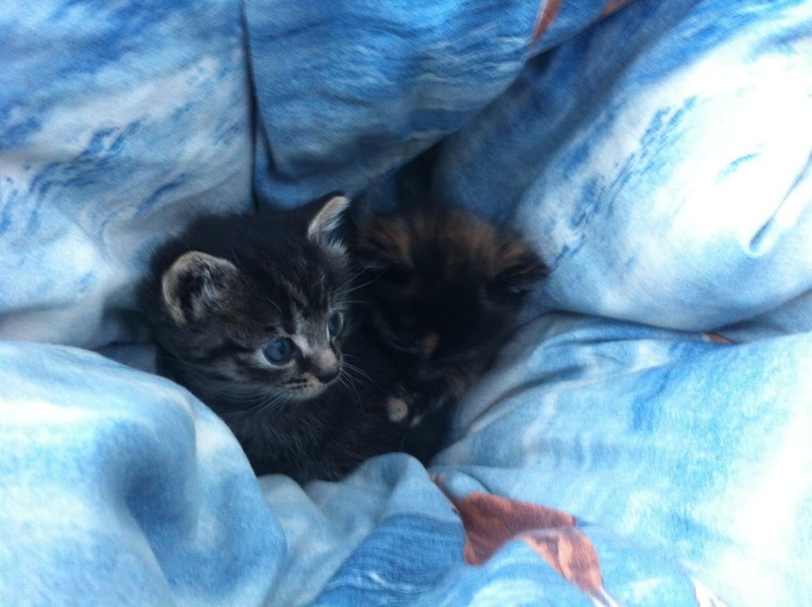 Blanding af racer Snuske/Tulle billede 10