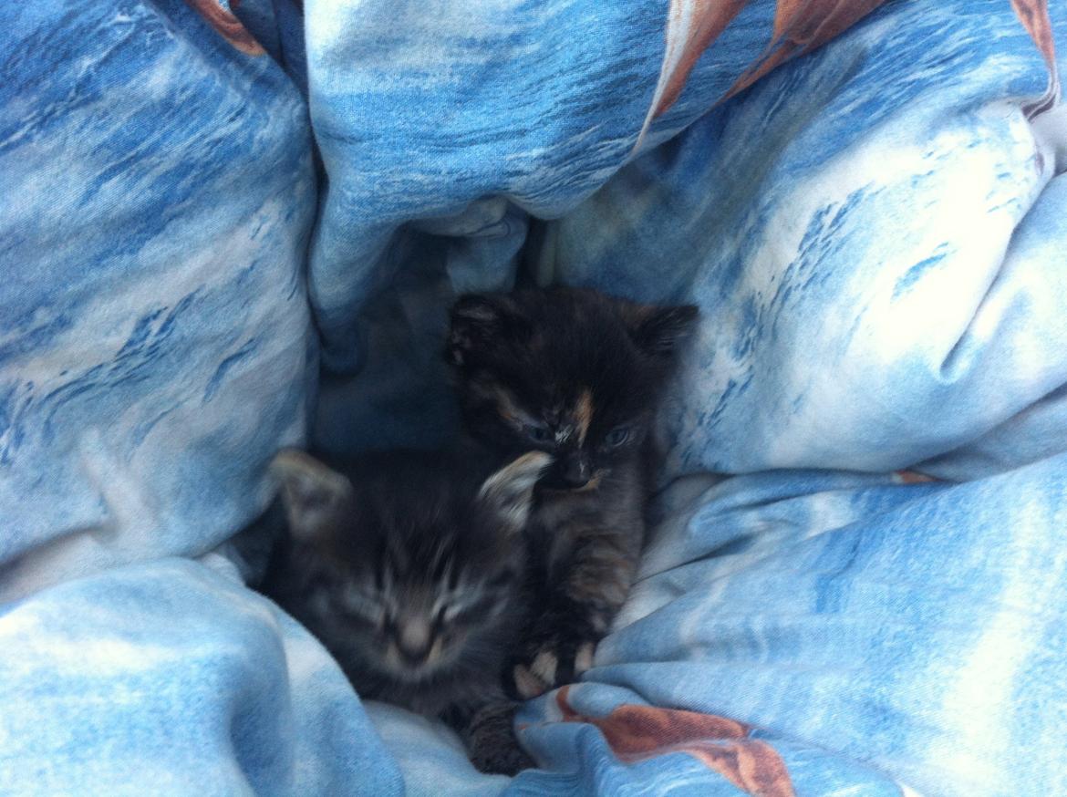 Blanding af racer Snuske/Tulle billede 11