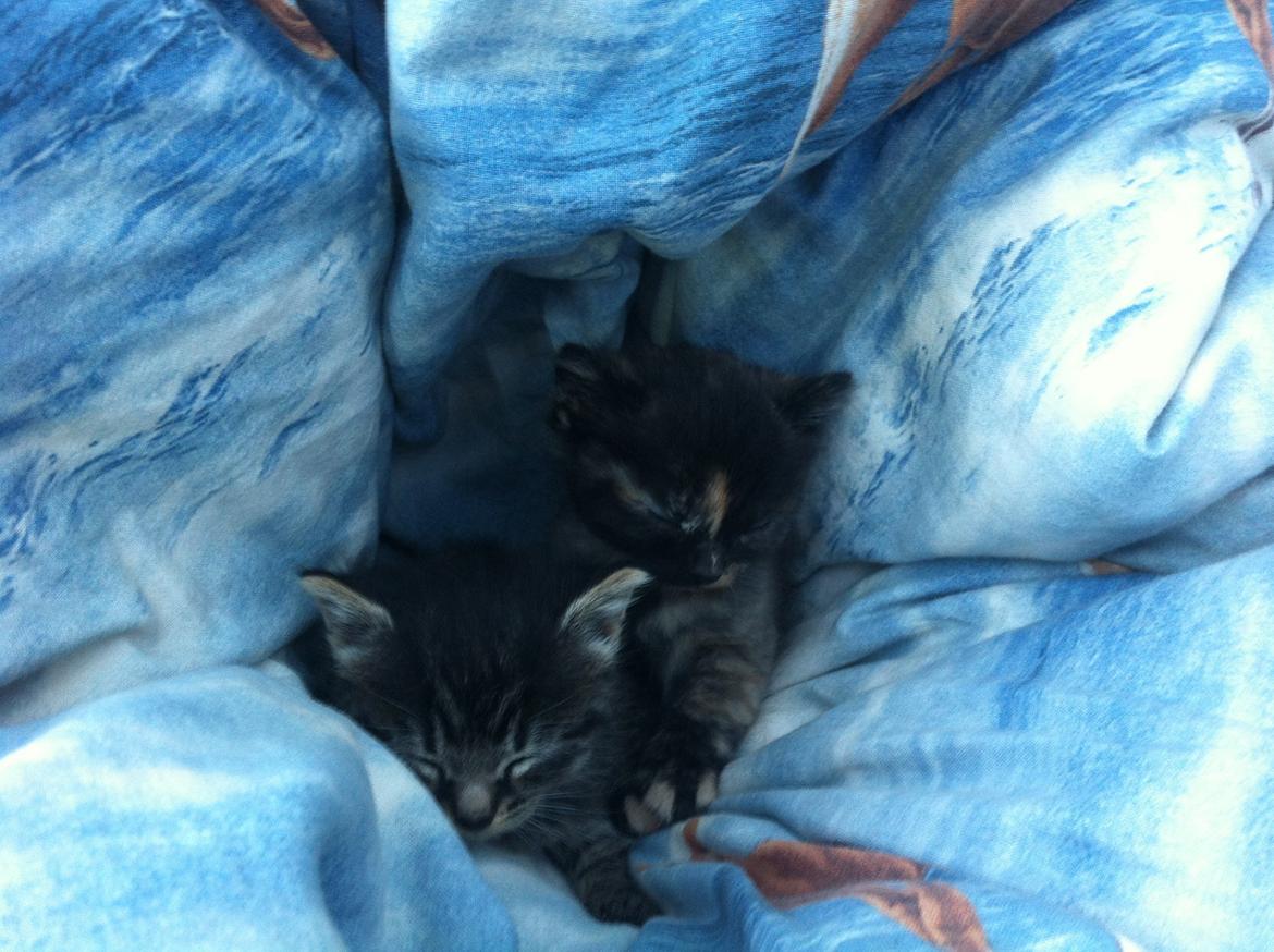 Blanding af racer Snuske/Tulle billede 13