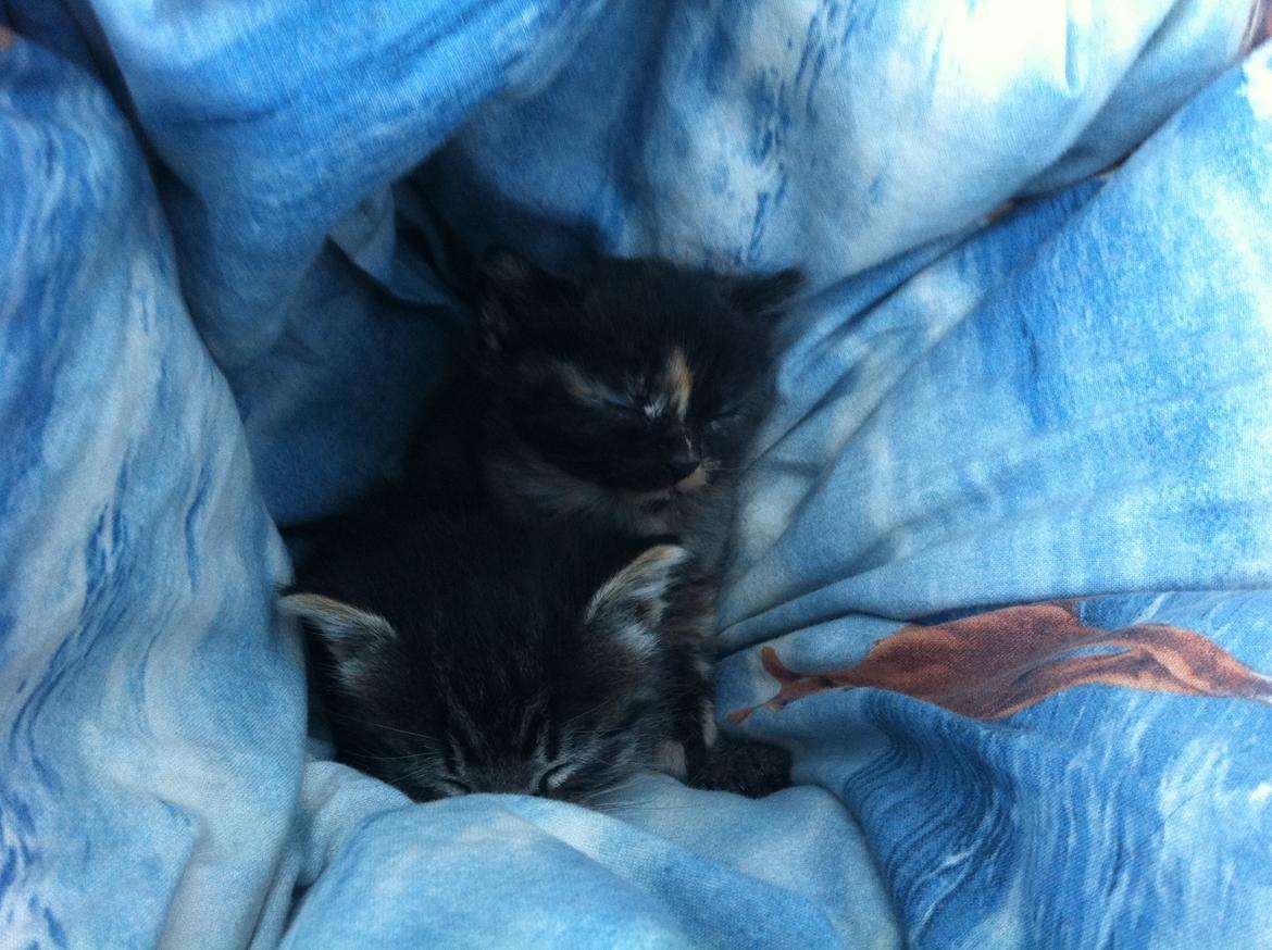 Blanding af racer Snuske/Tulle billede 14