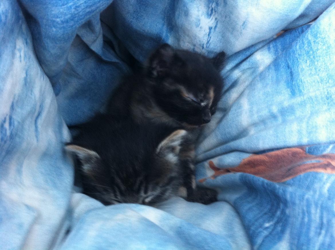 Blanding af racer Snuske/Tulle billede 15