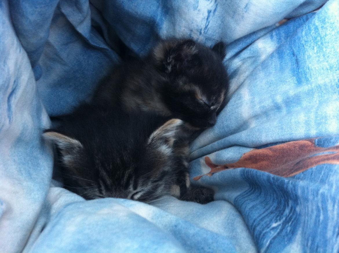 Blanding af racer Snuske/Tulle billede 16