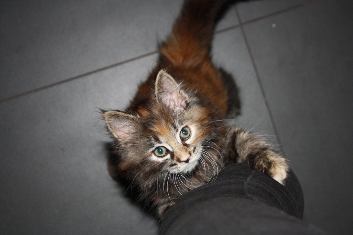 Blanding af racer Alfie <3 billede 1