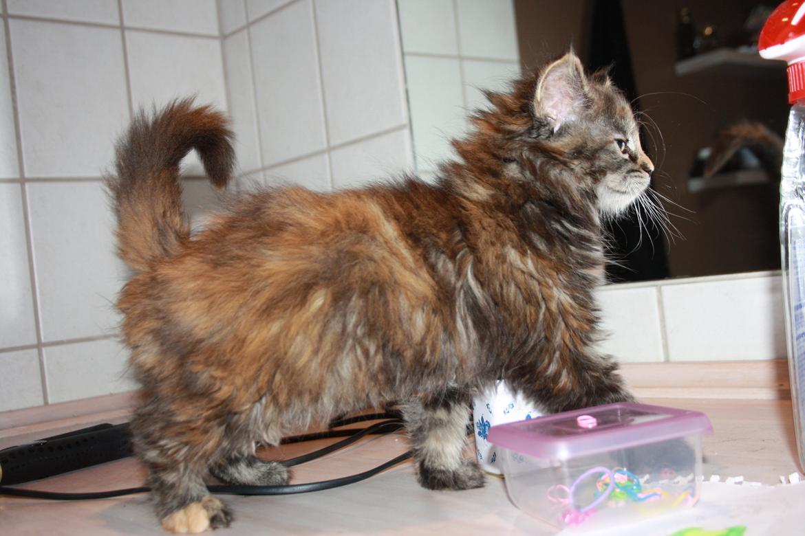 Blanding af racer Alfie <3 billede 2