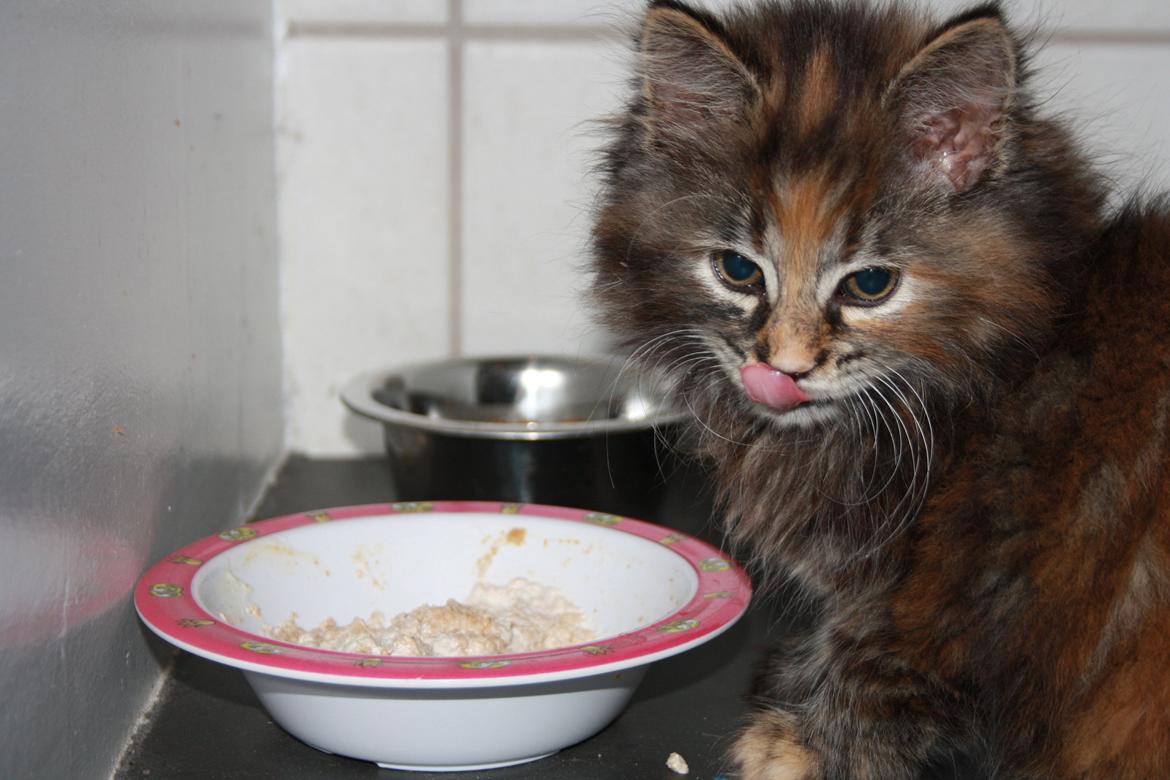 Blanding af racer Alfie <3 billede 3