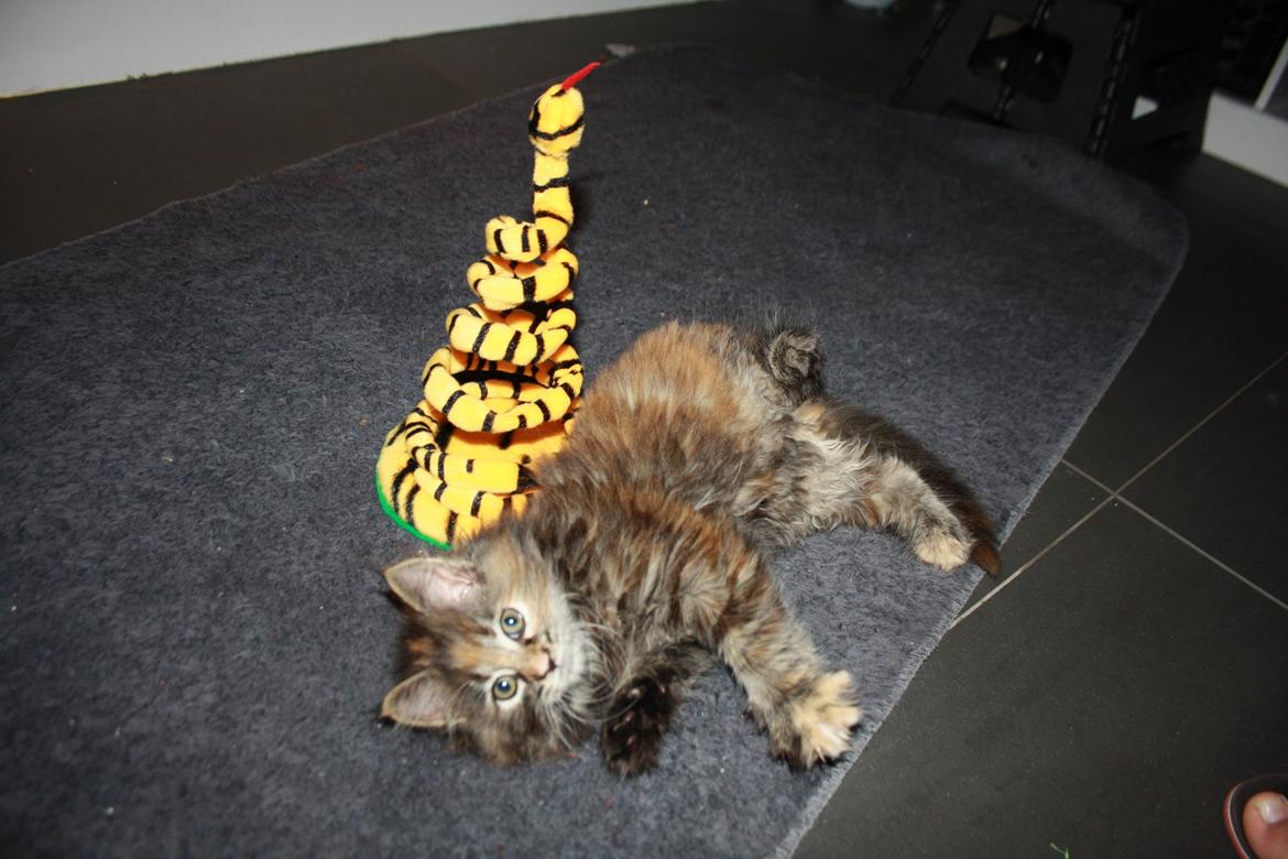 Blanding af racer Alfie <3 billede 4