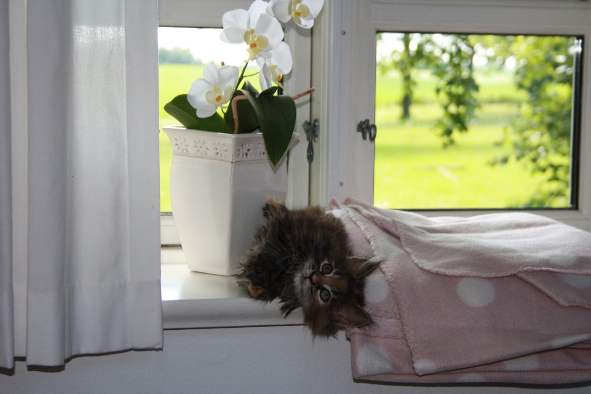 Blanding af racer Alfie <3 billede 5