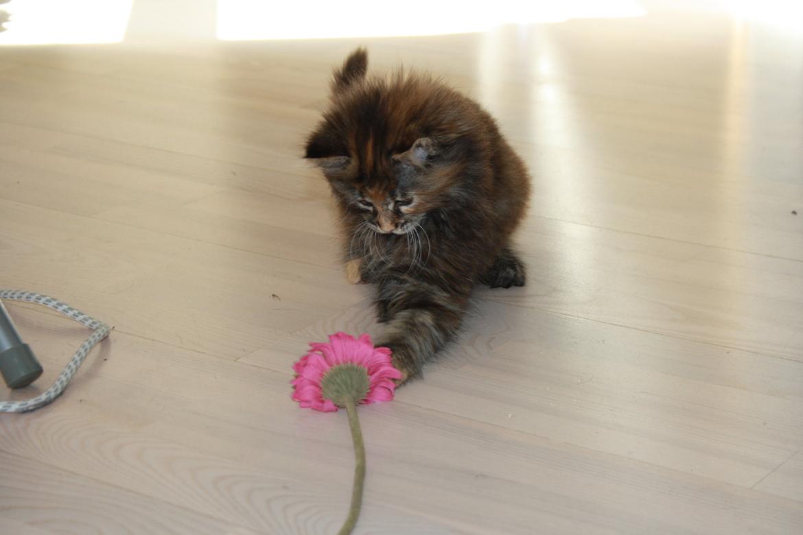 Blanding af racer Alfie <3 billede 6