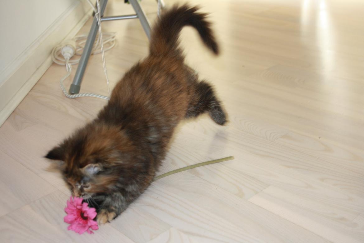 Blanding af racer Alfie <3 billede 7