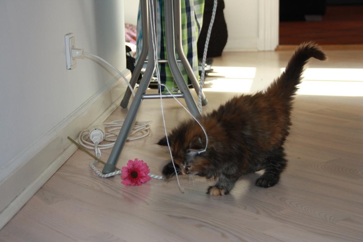 Blanding af racer Alfie <3 billede 8