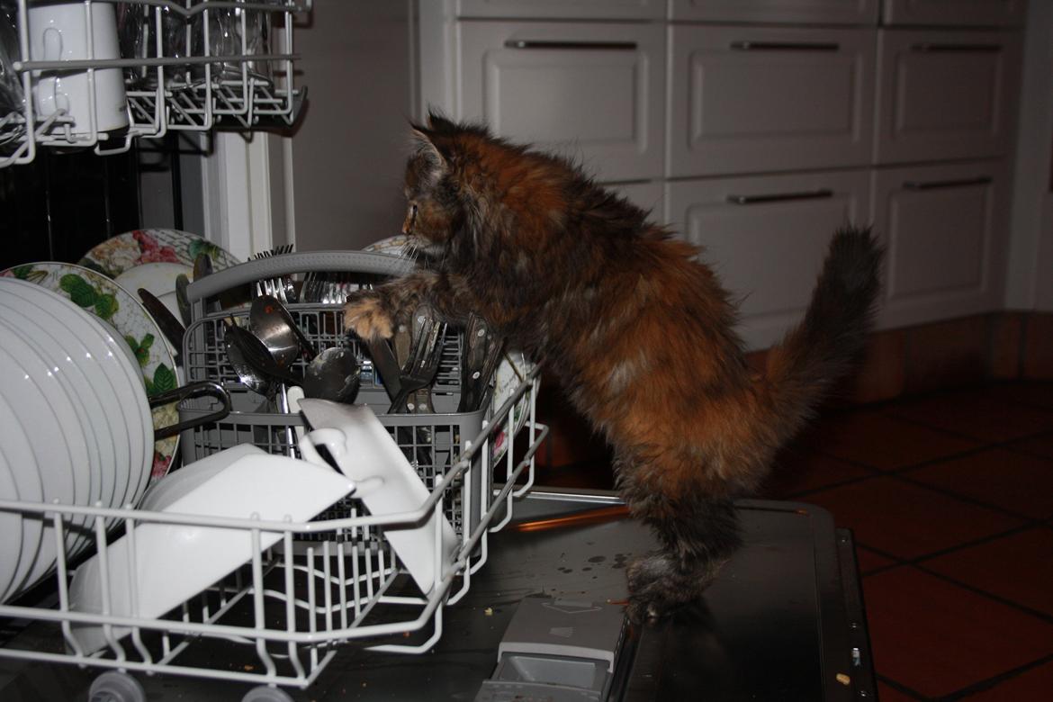 Blanding af racer Alfie <3 billede 9