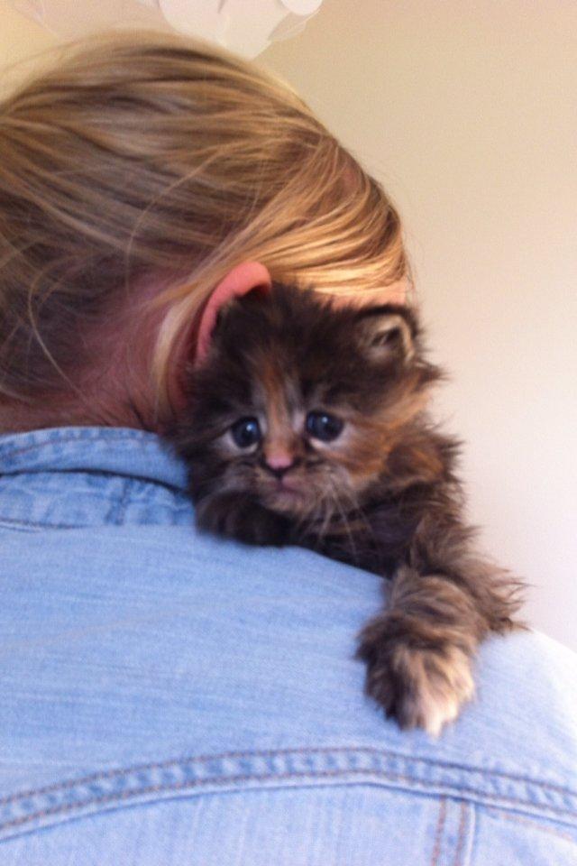 Blanding af racer Alfie <3 billede 10