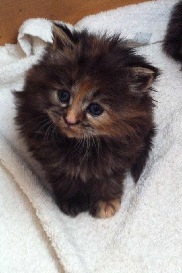 Blanding af racer Alfie <3 billede 11