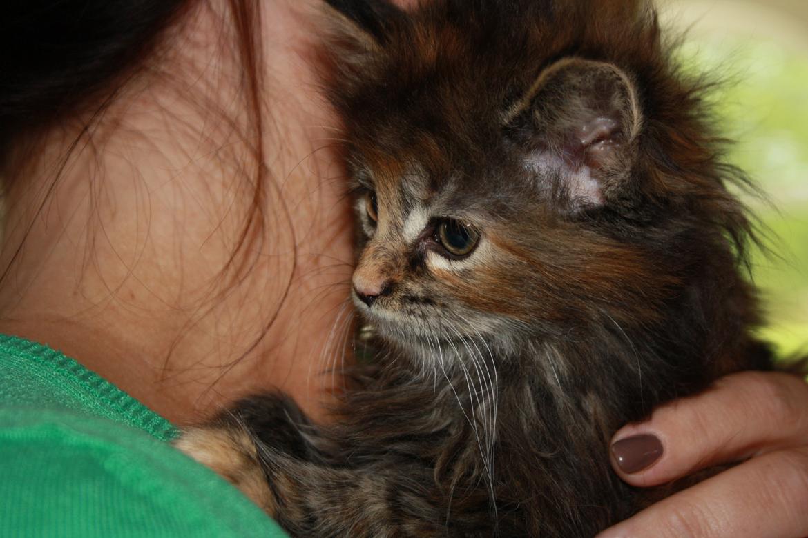 Blanding af racer Alfie <3 billede 12