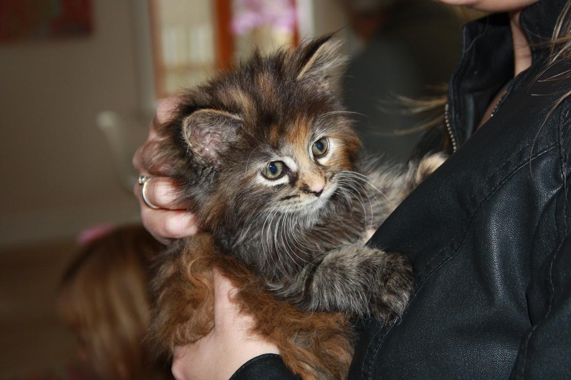 Blanding af racer Alfie <3 billede 13