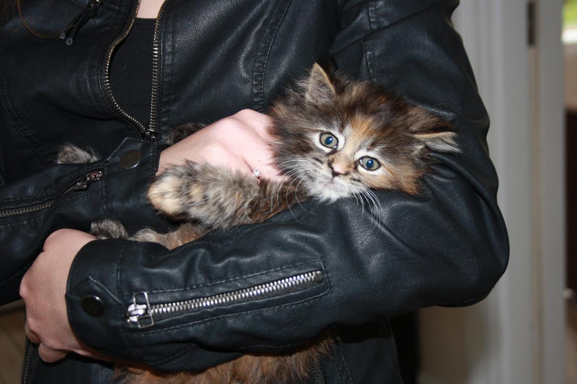 Blanding af racer Alfie <3 billede 14