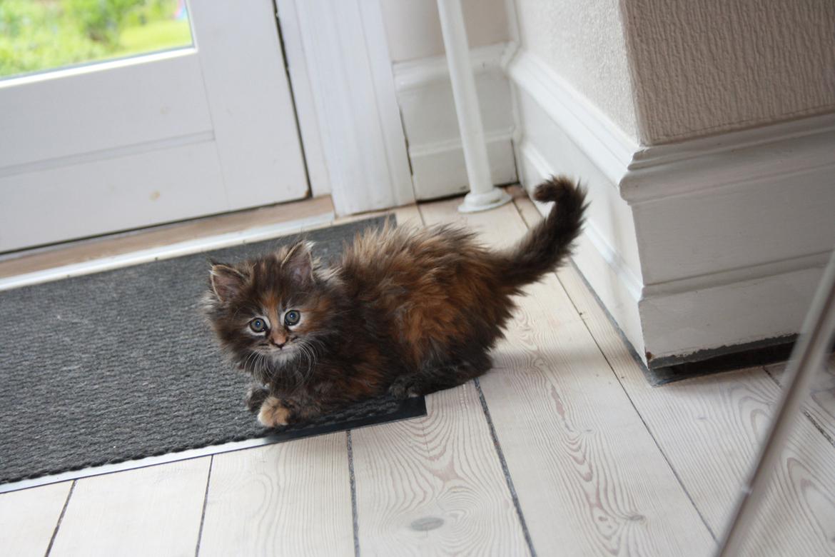 Blanding af racer Alfie <3 billede 15