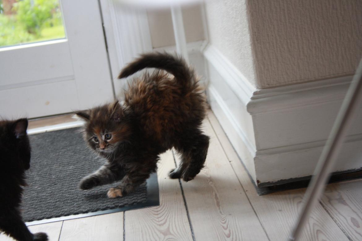 Blanding af racer Alfie <3 billede 16