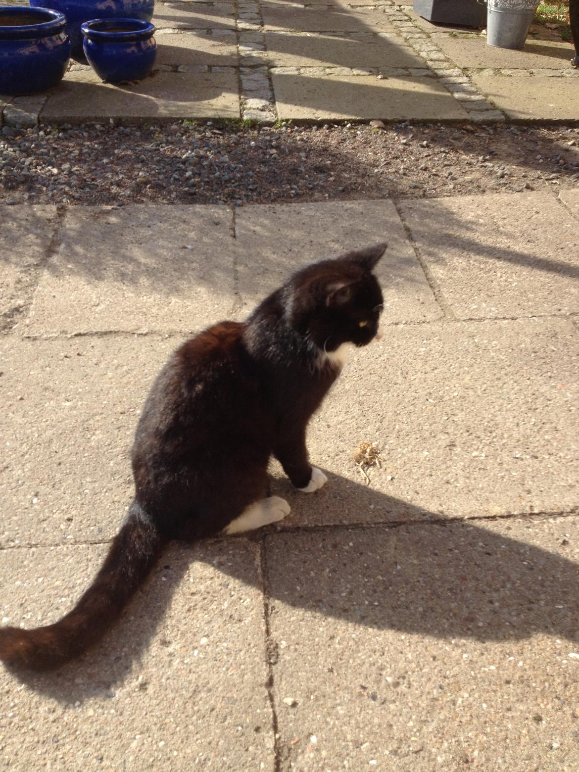 Huskat Tazan billede 6