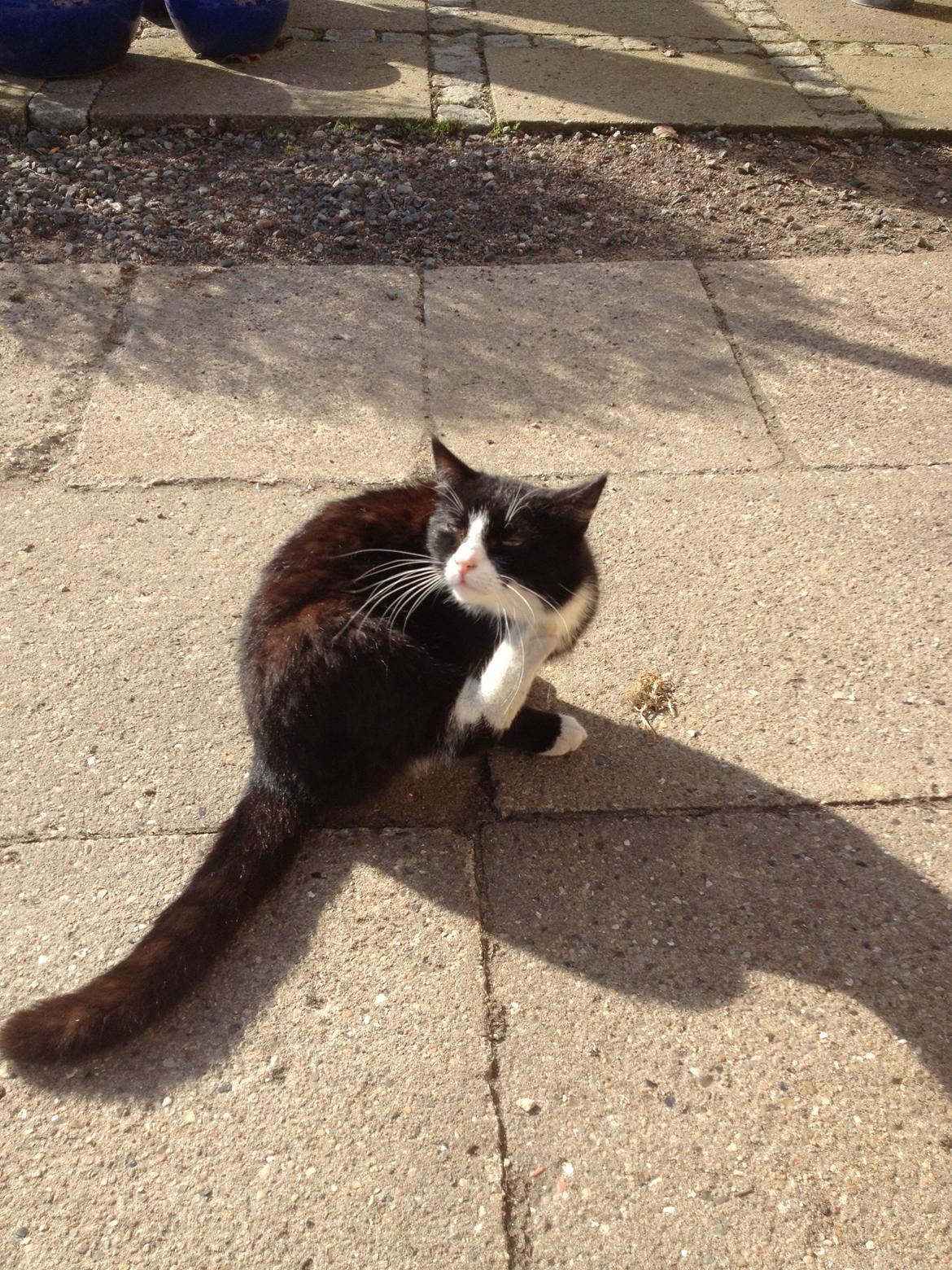 Huskat Tazan billede 7