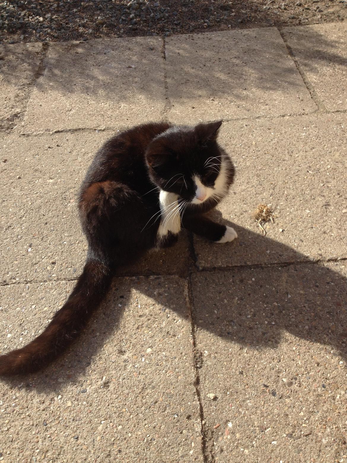 Huskat Tazan billede 8