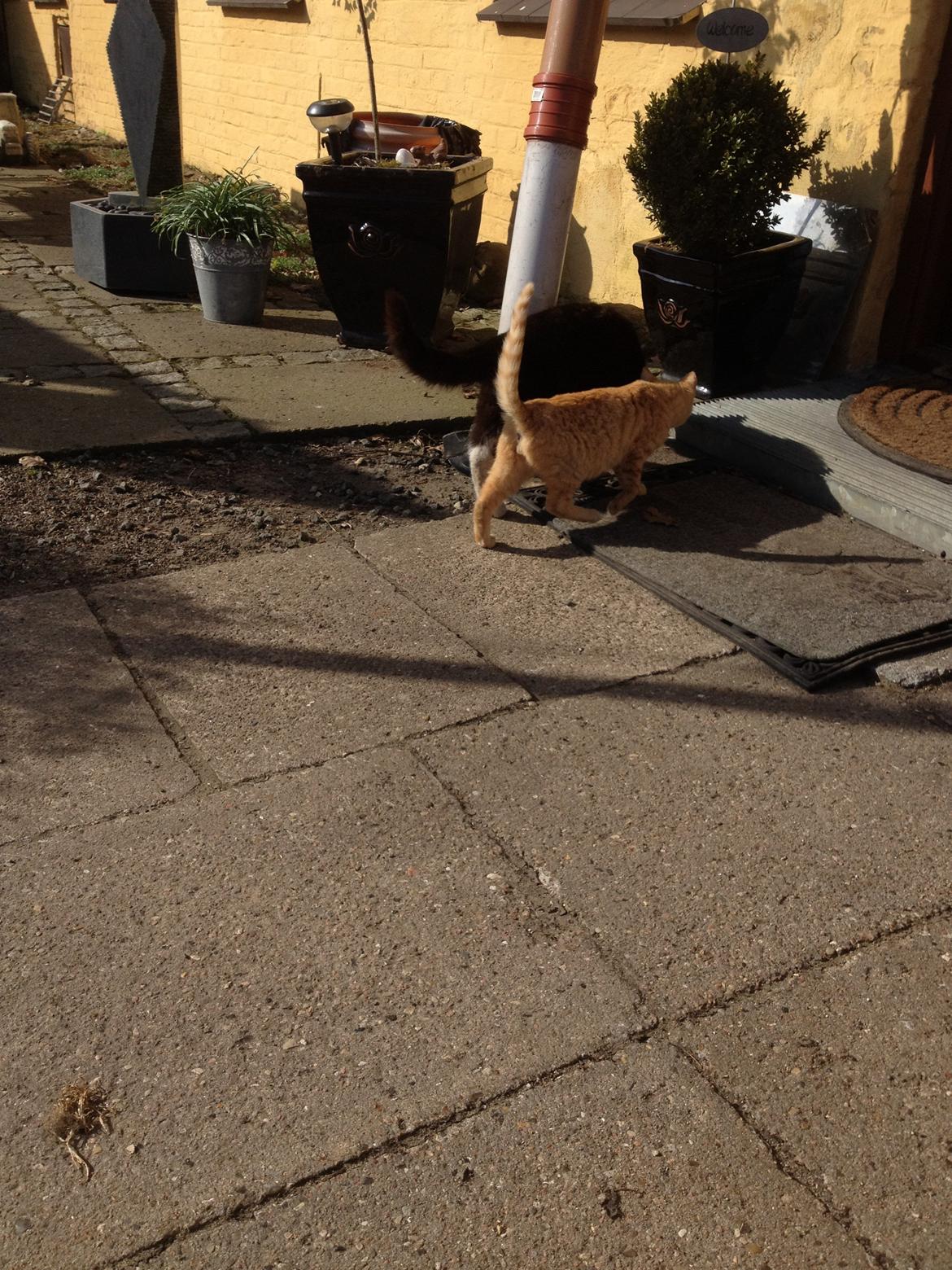 Huskat Tazan billede 9