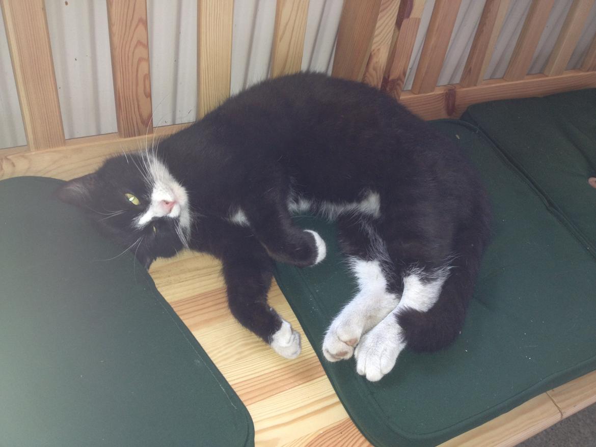 Huskat Tazan billede 10