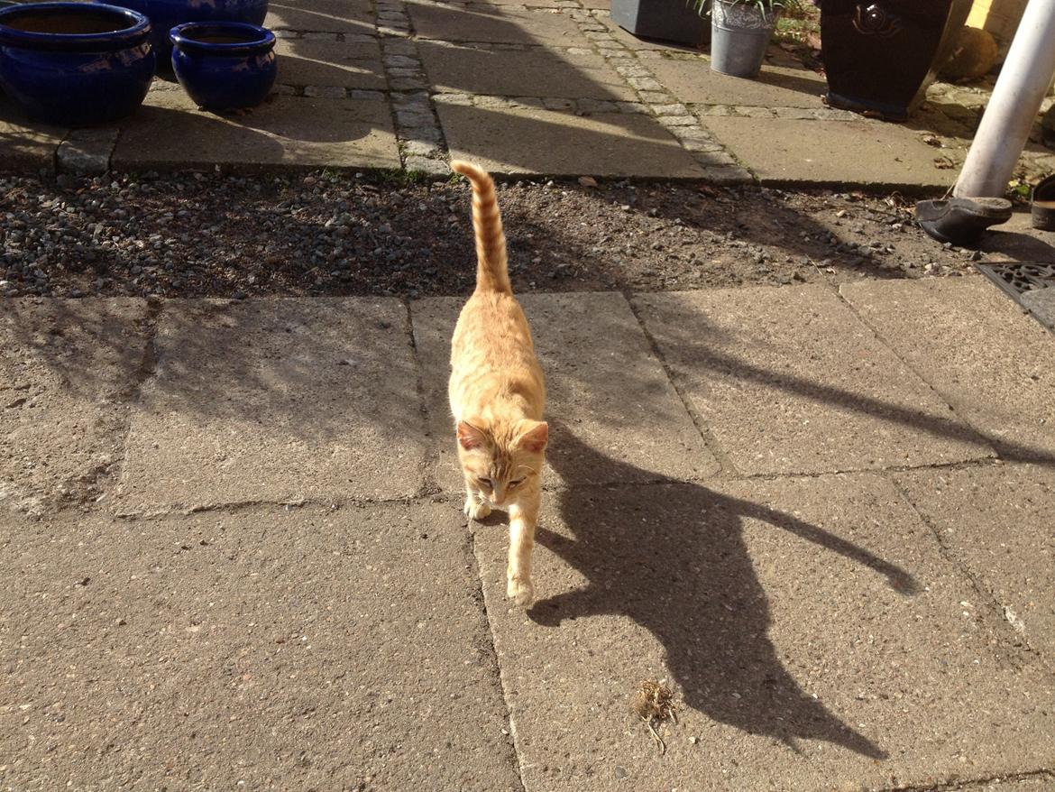 Huskat røder billede 2