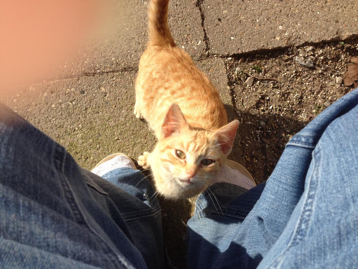 Huskat røder billede 3