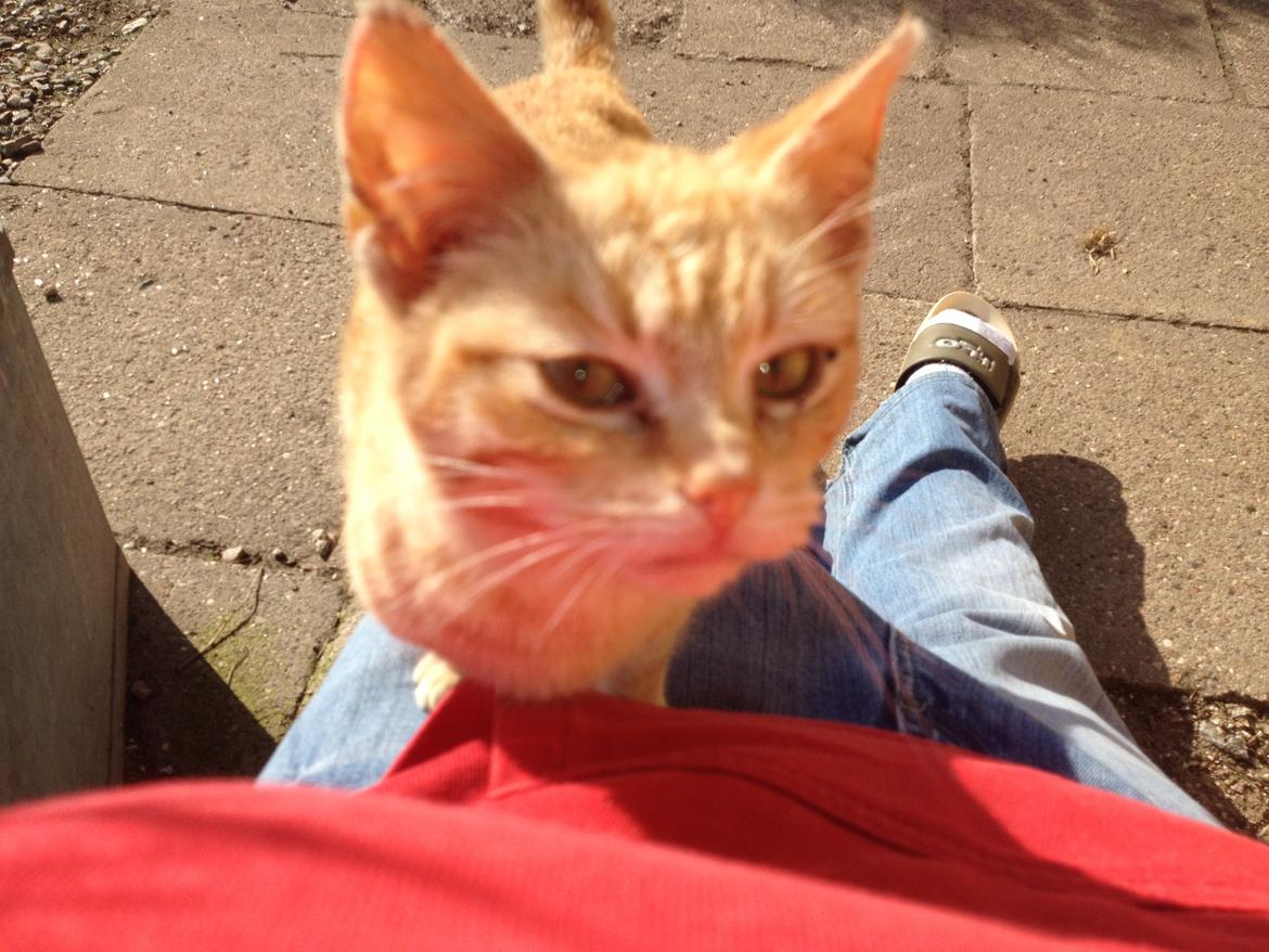 Huskat røder billede 4