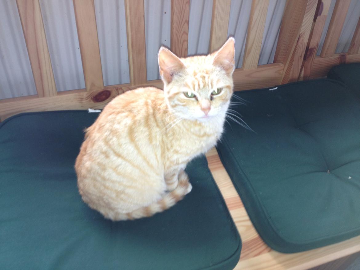 Huskat røder billede 5