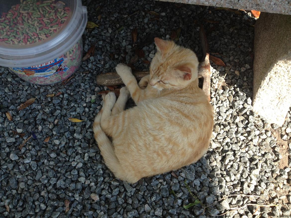 Huskat røder billede 6