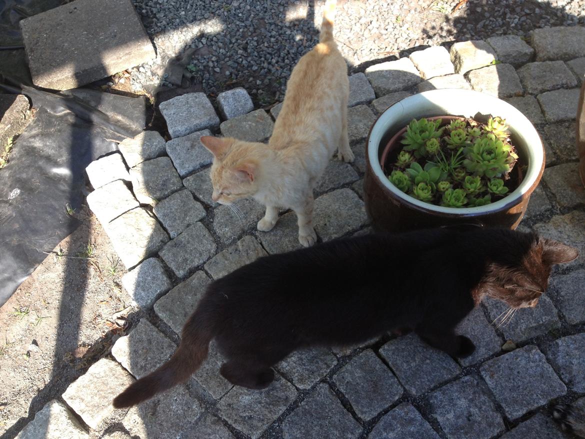 Huskat røder billede 8