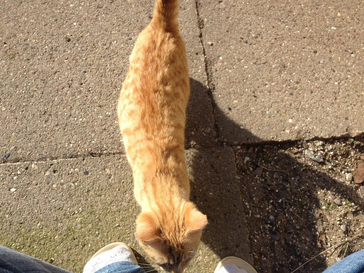 Huskat røder billede 9