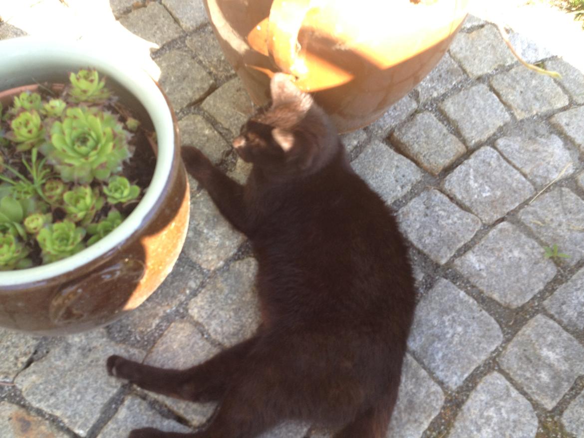 Huskat kattemoar billede 10