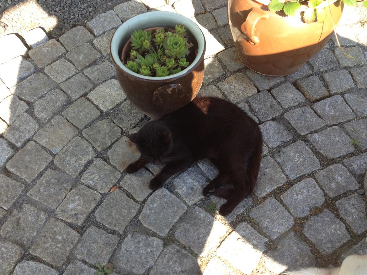 Huskat kattemoar billede 11