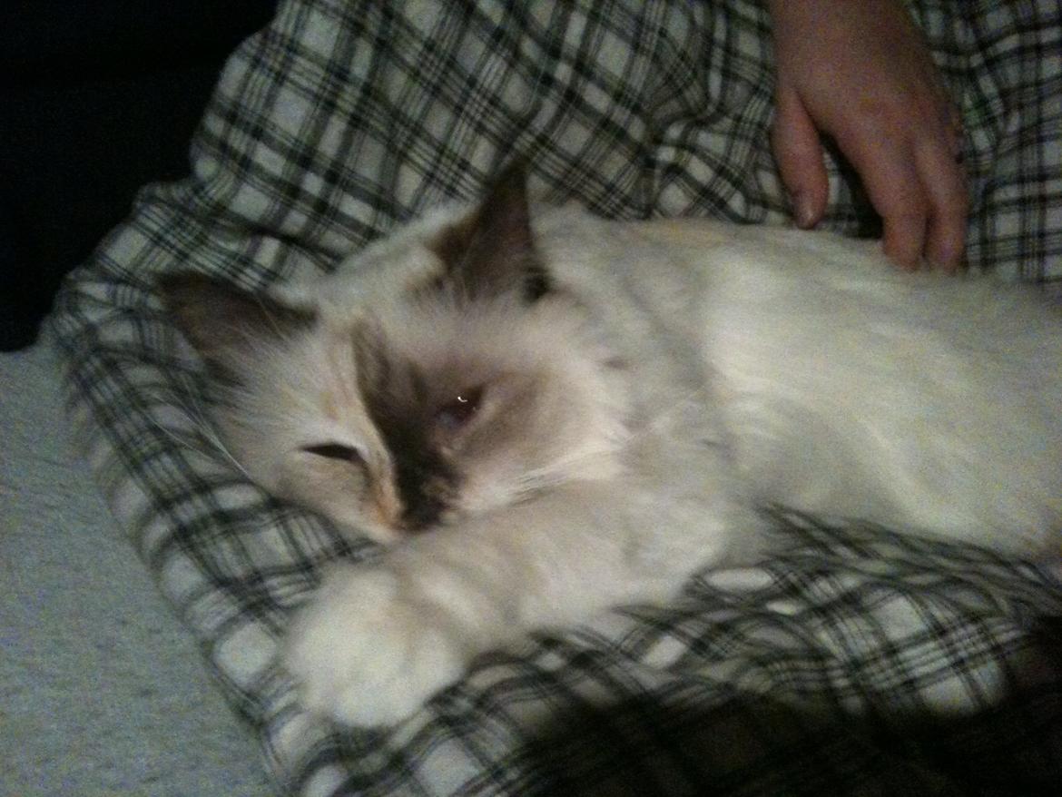 Hellig Birma DK Rosenlyst's Bailey billede 3