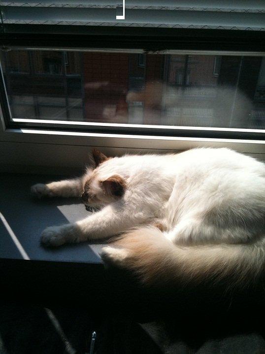 Hellig Birma DK Rosenlyst's Bailey - Flader helt ud i den dejlige sol :) billede 4