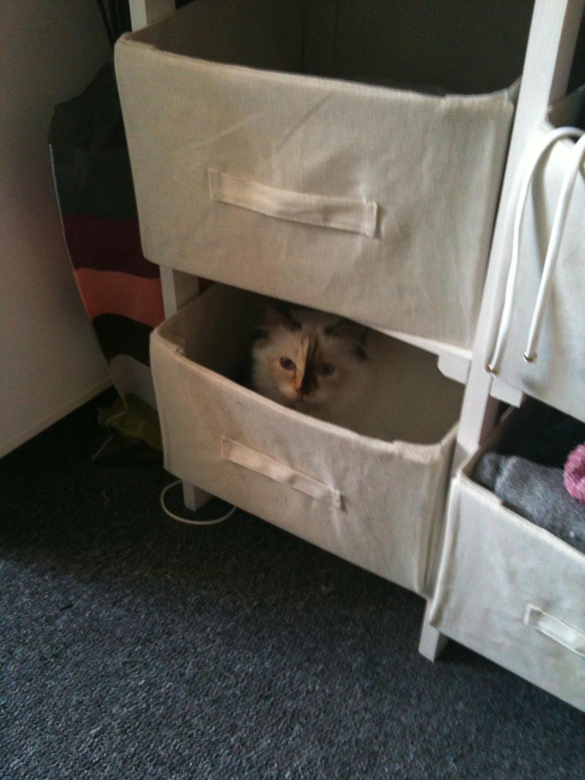 Hellig Birma DK Rosenlyst's Bailey - Du kan ikk se mig :) billede 2