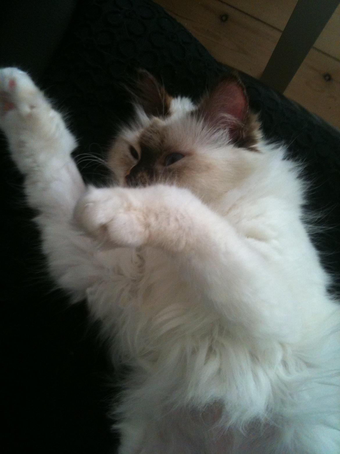 Hellig Birma DK Rosenlyst's Bailey billede 6