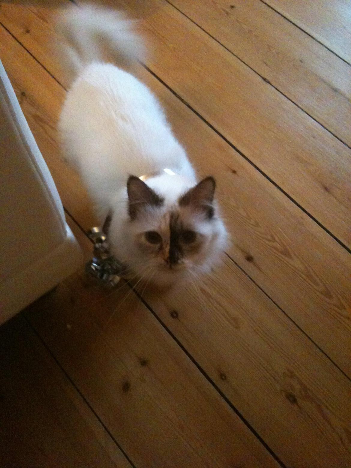 Hellig Birma DK Rosenlyst's Bailey billede 7